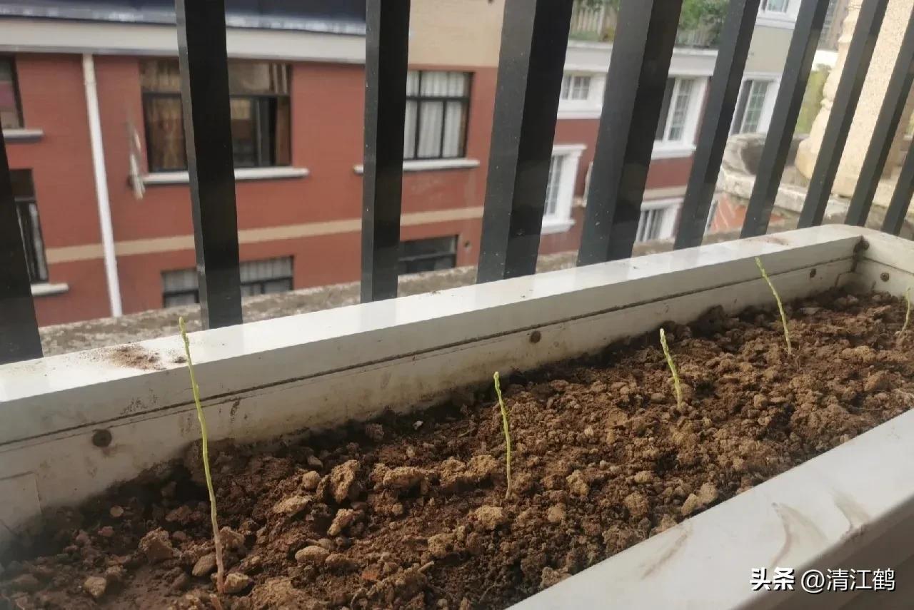 露笋高产吗,莴笋的种植方法和时间