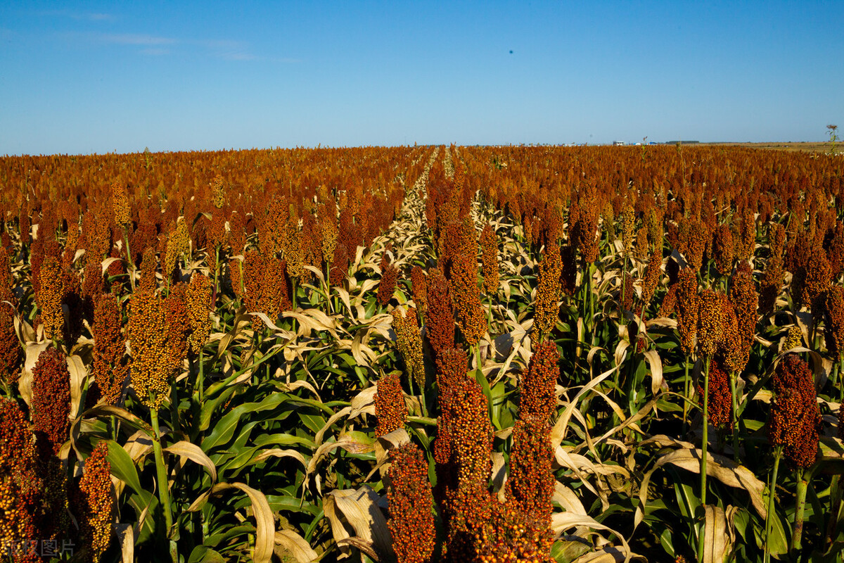 中俄农业合作新政策 (中俄农业合作最新消息)