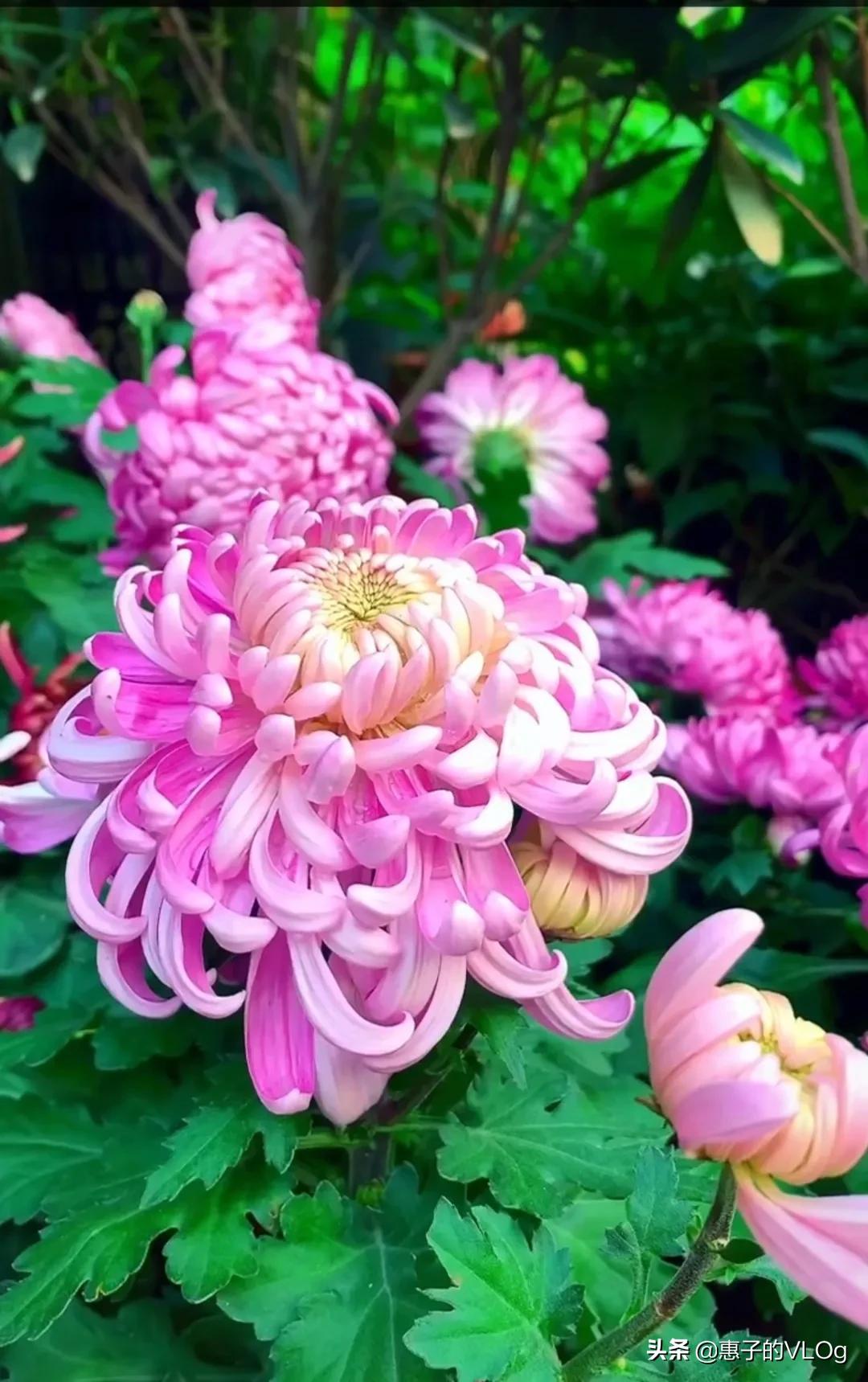 每朵花儿都有它盛开的意义,每一朵花开都有它的意义