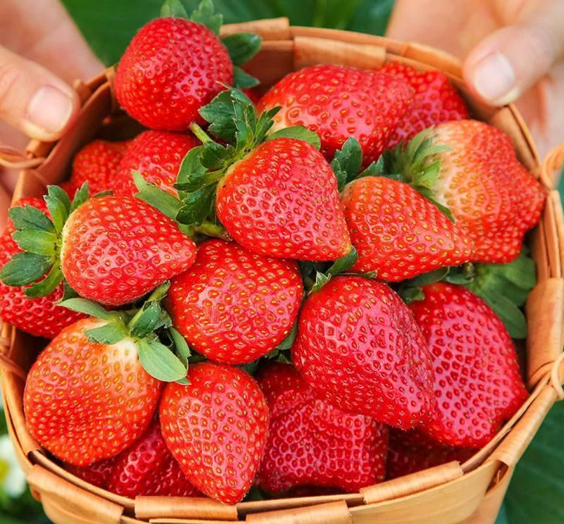 日本草莓对比丹东草莓,大凉山草莓和丹东草莓哪个好吃