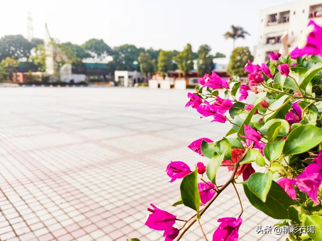 东莞四海学校招生简章,东莞石排四海学校怎么报名