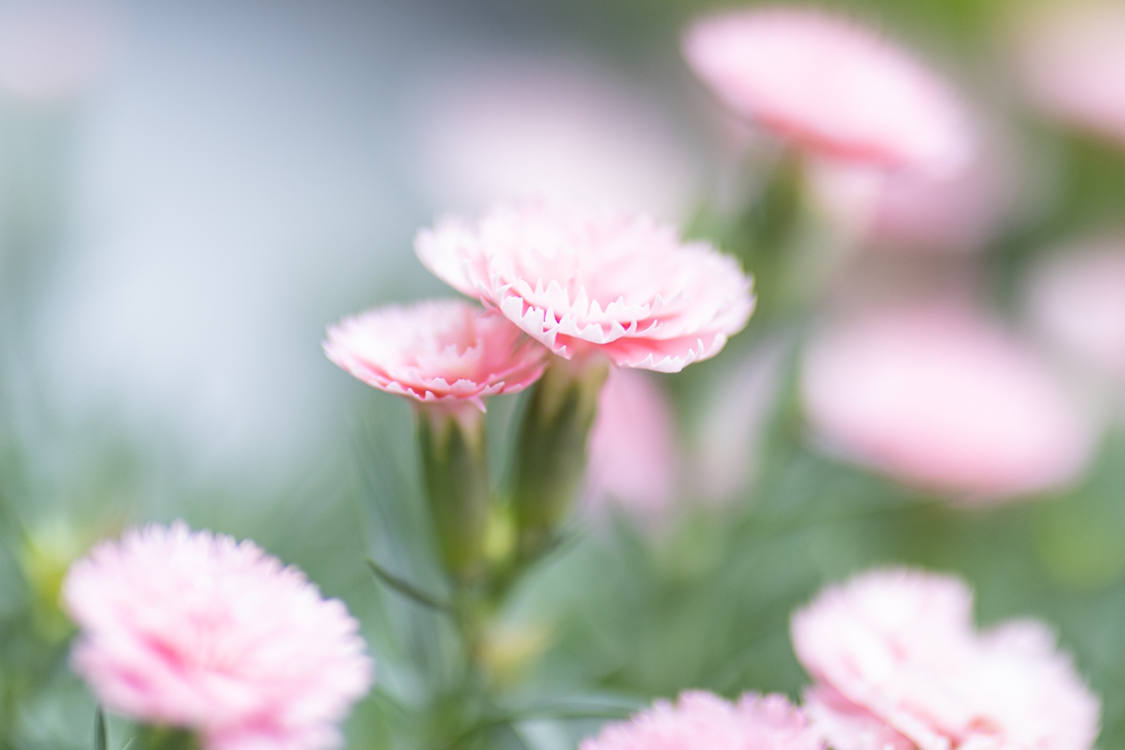 佳能eosr10实拍效果,佳能eosr10怎么样