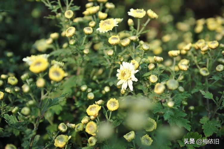 被低估的十大名茶,哪个品种的菊花口感好
