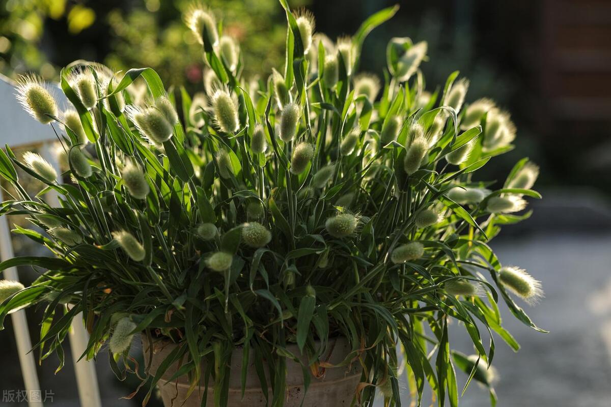 兔尾巴草,兔尾巴草怎么种植