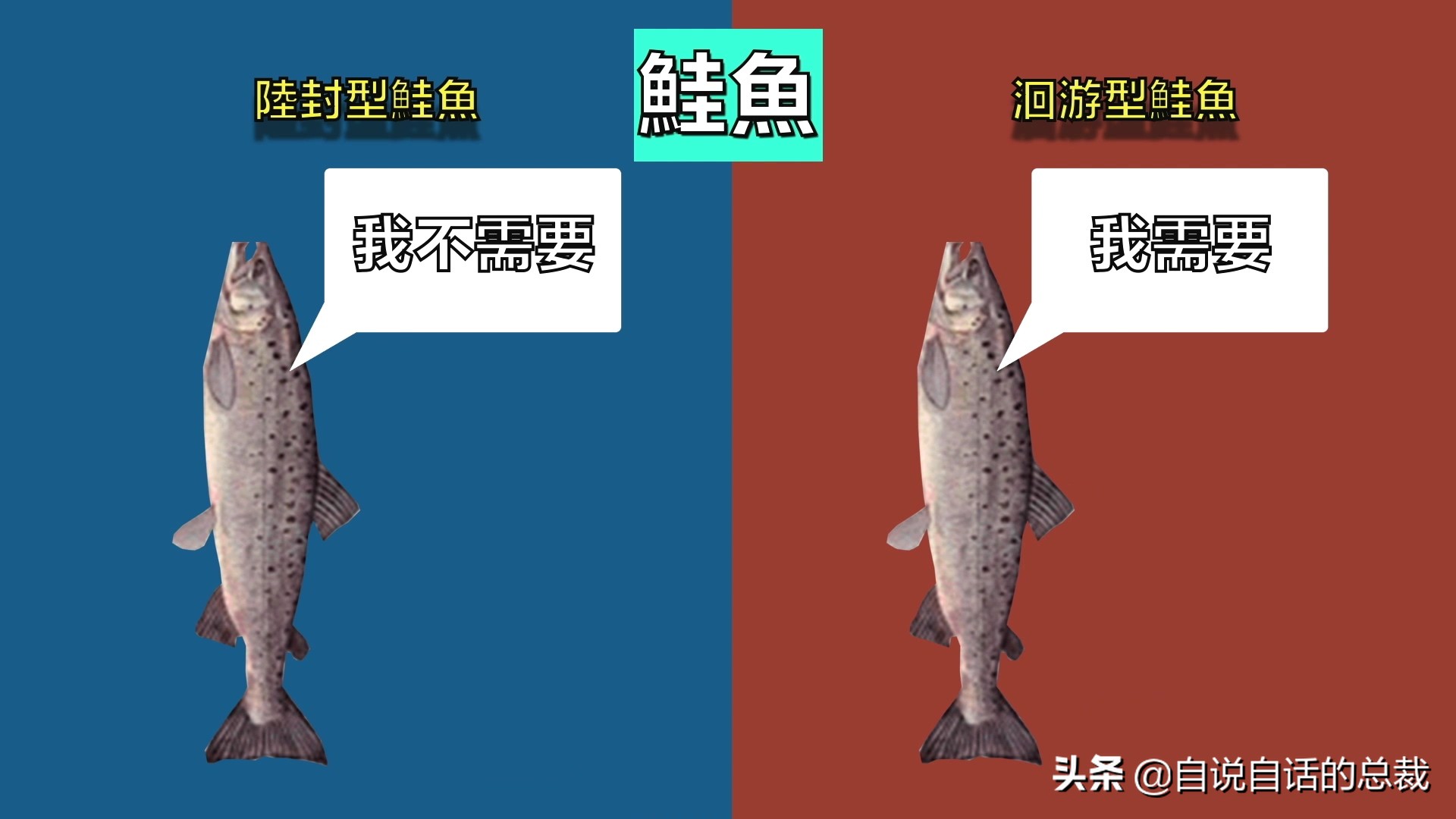 三文鱼水光真假分辨,哪种才是真正的三文鱼