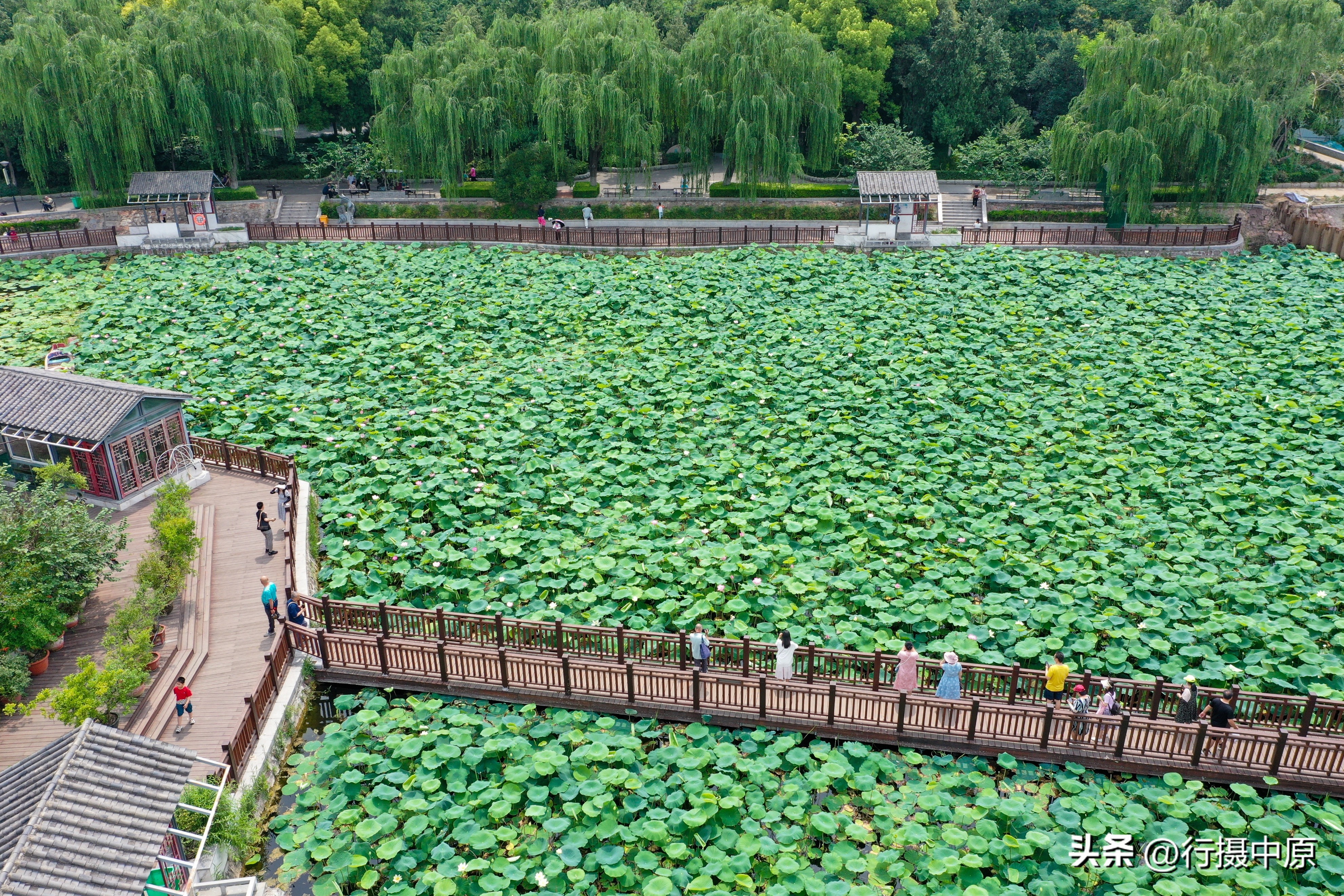 接天莲叶无穷碧为什么不是荷叶,接天莲叶无穷碧形容荷叶多的词语