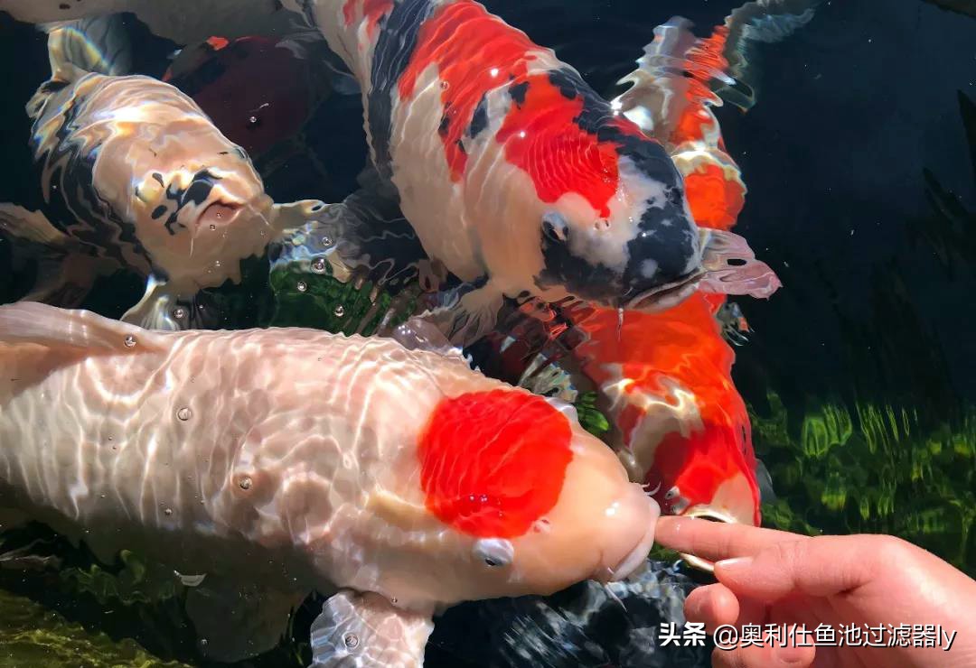 锦鲤的饲养方法和技术视频大全集,春季锦鲤鱼的养护理念和要点