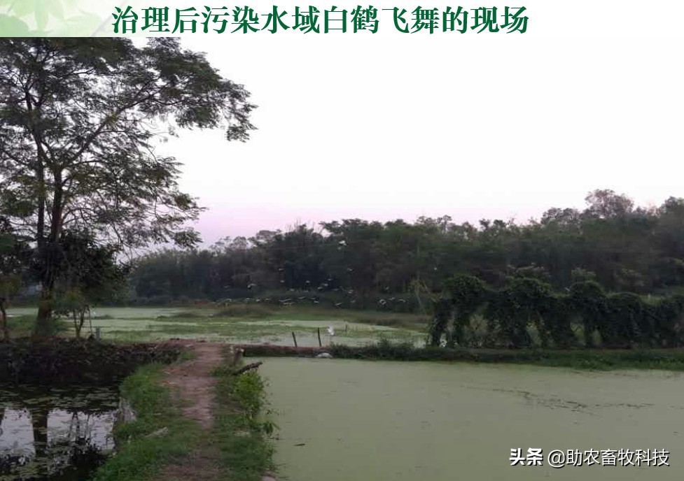 如何用生物技术解决污水处理,污水生物处理各种工艺详解