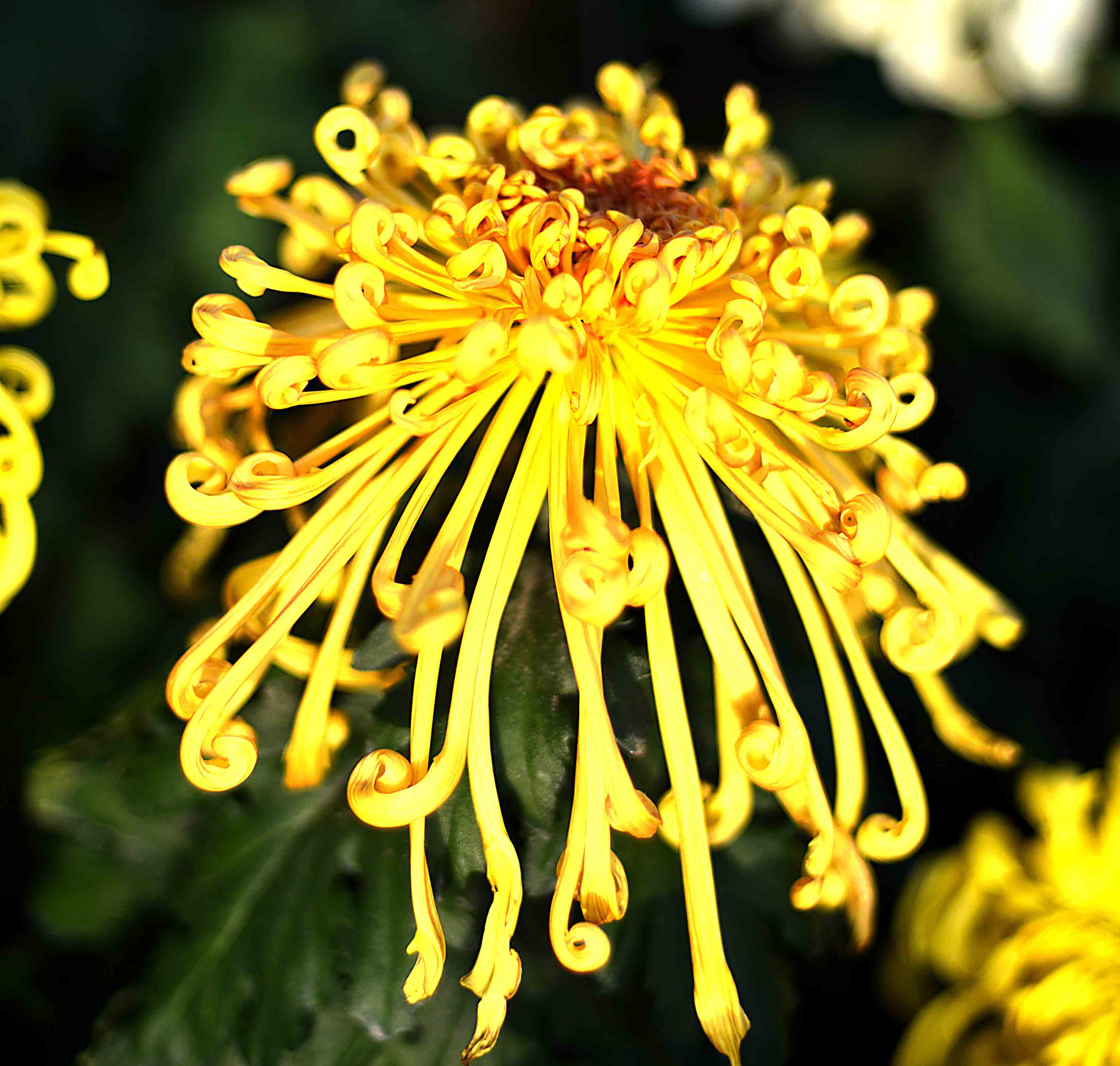 诗人张嵩诗歌作品选读塞上春早