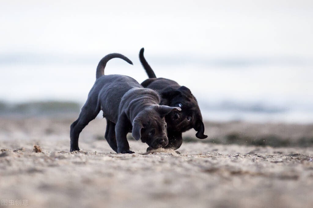 狗狗拉稀和呕吐吐的是狗粮怎么办,狗狗吃了驱虫药拉稀呕吐怎么办
