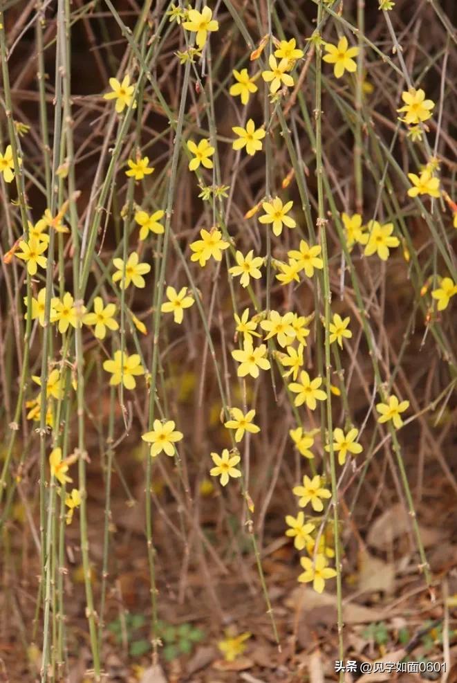野迎春与迎春花的区别,迎春花和野迎春
