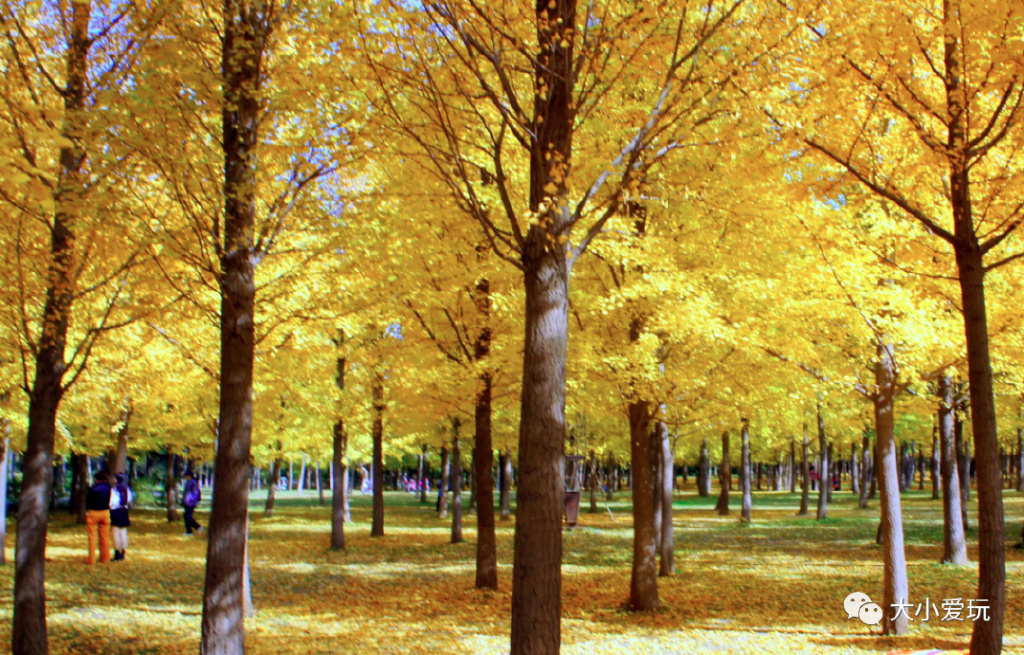 银杏最美的地方,金秋十月最美的银杏