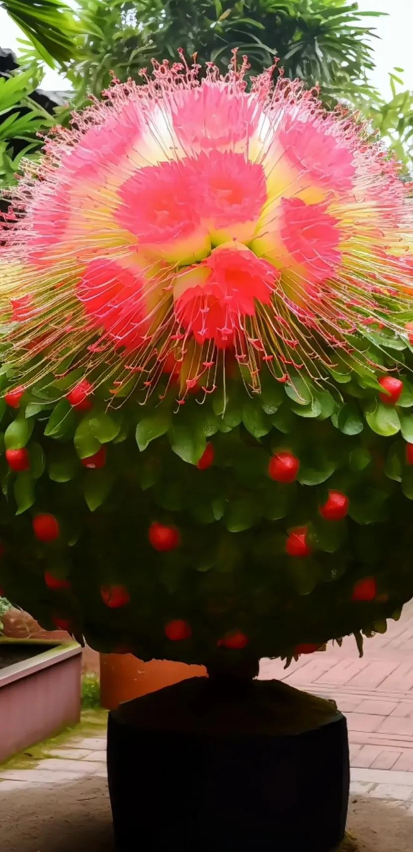 夏花美丽动人图片,夏花美丽漂亮图片