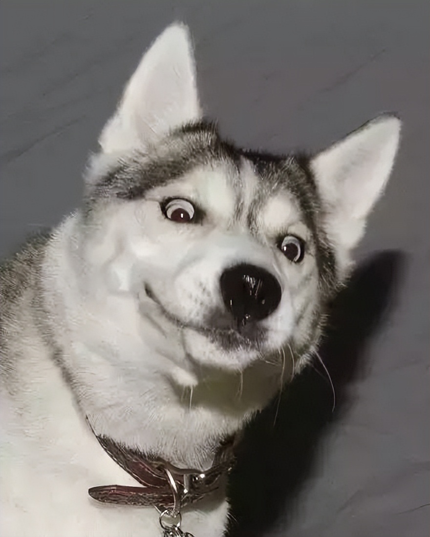 新手养狗千万别养哈士奇,是不是第一次养狗不要养哈士奇