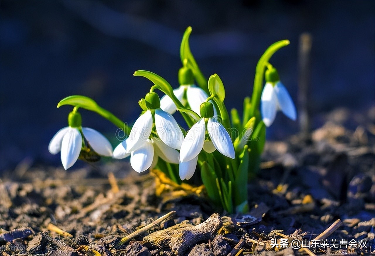玉兰花的形容词,形容玉兰花盛开的词语