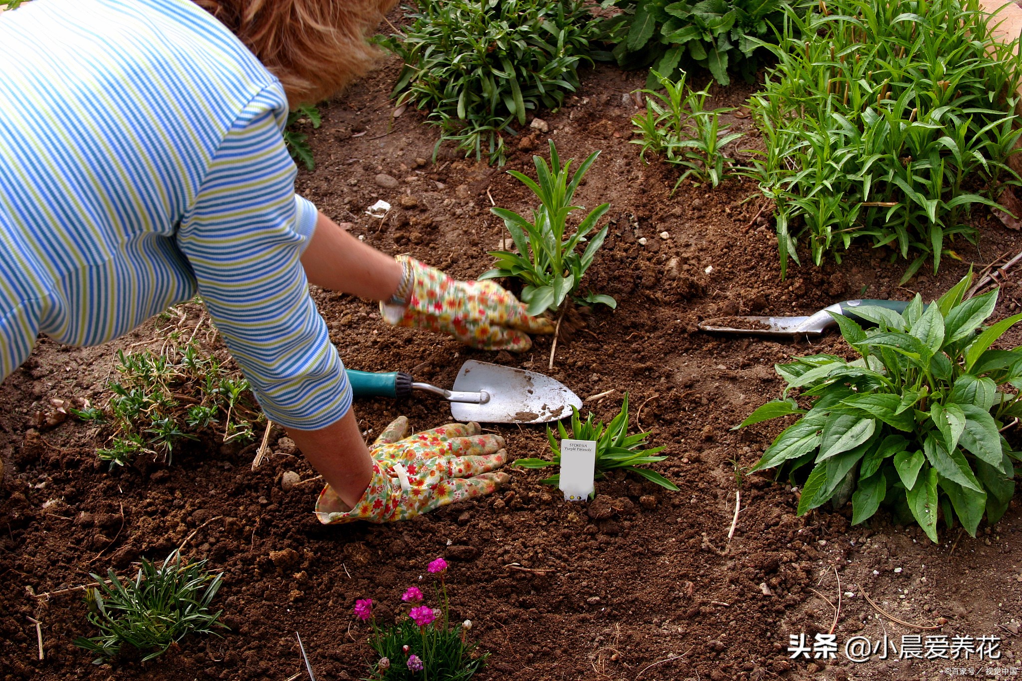 田地里的草不用除草剂怎么除,如何不用除草剂清除杂草