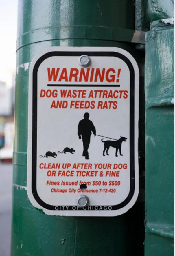 花170万欧元治理，仍有600万只老鼠，巴黎决定另辟蹊径：和鼠共存