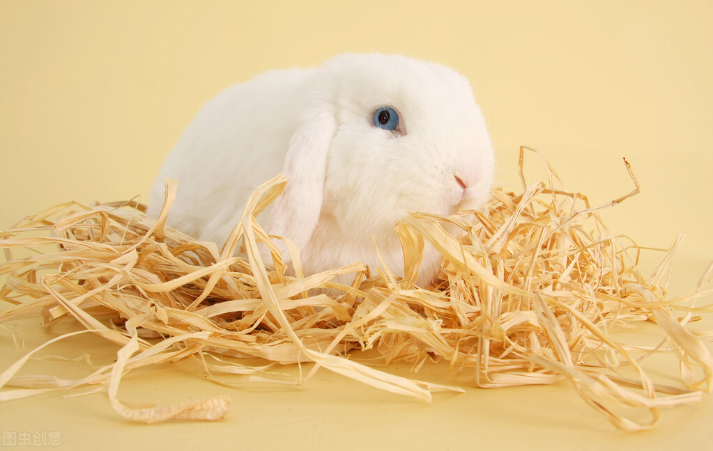 宠物兔荷兰猪得了肠炎怎么办?第397期