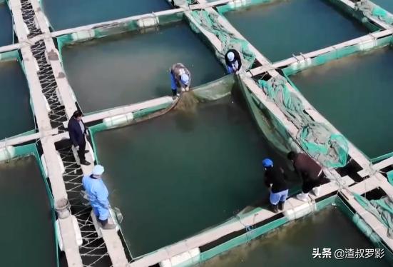 男子50元买海鲜发现是海洋活化石,一男子花10万买海参后续