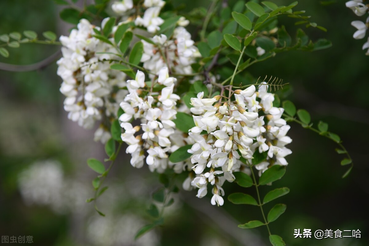 这3种野菜春天食用既美味又养生,北方地里春天都有哪些野菜可以吃