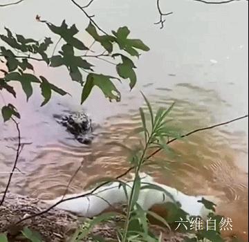 现实版鹬蚌相争蚌夹住小鸟脚,现实版鹬蚌相争河蚌夹住小鸟脚