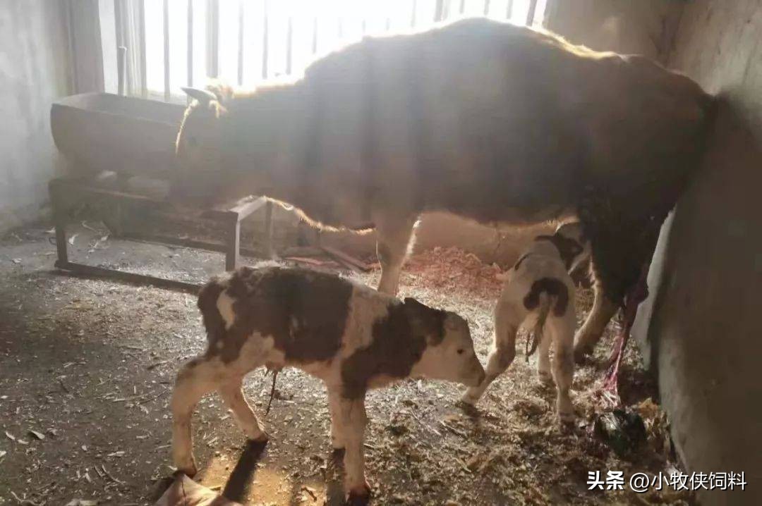 牛肠胃炎用什么药,牛肠胃炎用什么药治