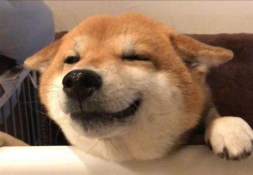 养狗冷知识二哈,两个月狗狗一直舔尿道口