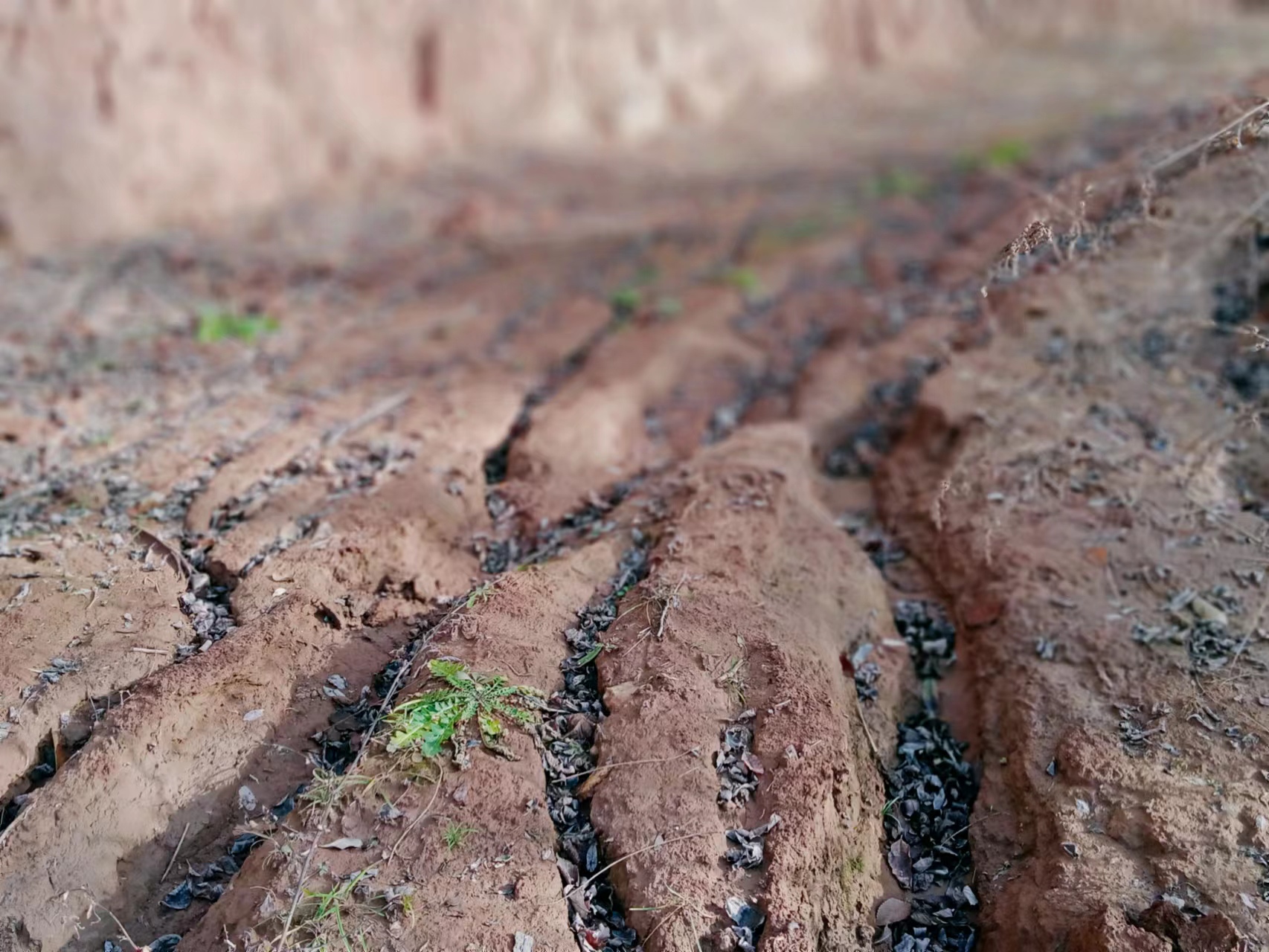 古树、土塔、苍柏、沟壑……
