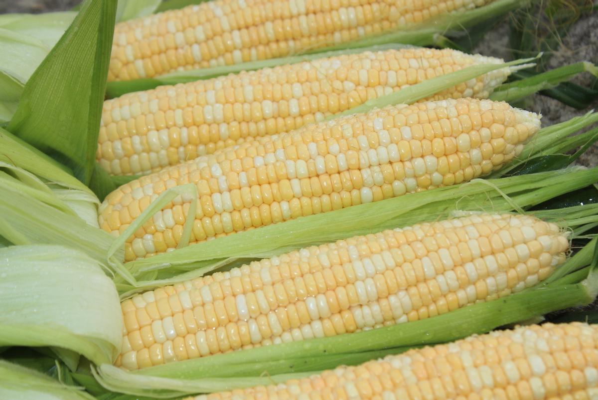 近期中国有进口美国玉米的计划吗,取消进口美国玉米订单要赔偿吗