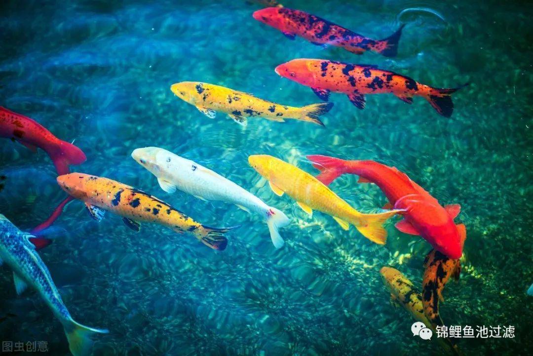 自己养的锦鲤长得慢,缸养锦鲤鱼为什么长得慢