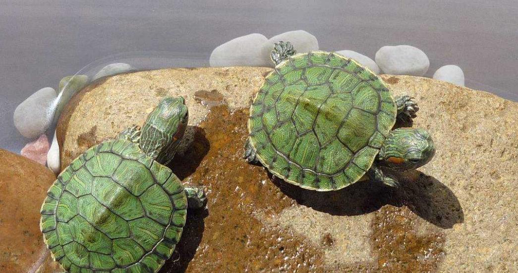 新到的小龟怎么养,小龟怎么养才能养好