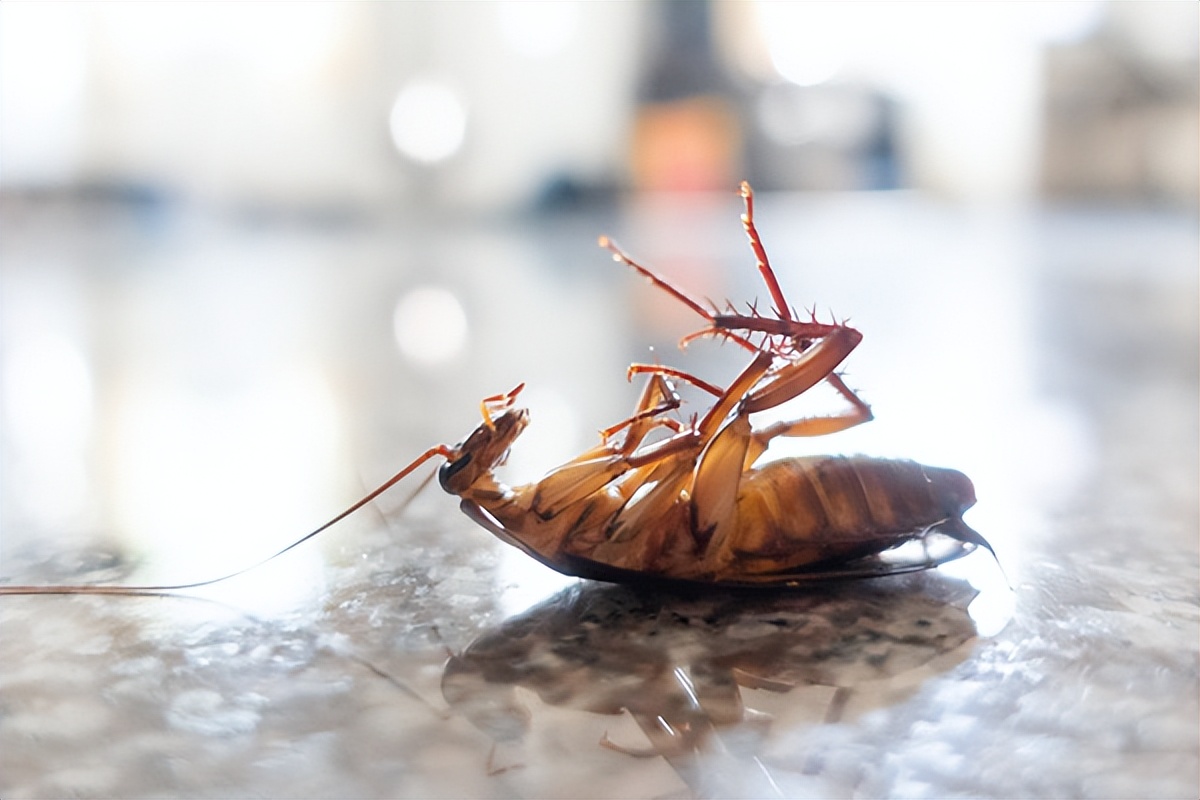 房子蟑螂多怎么能消灭干净,厨房小蟑螂怎么消灭干净