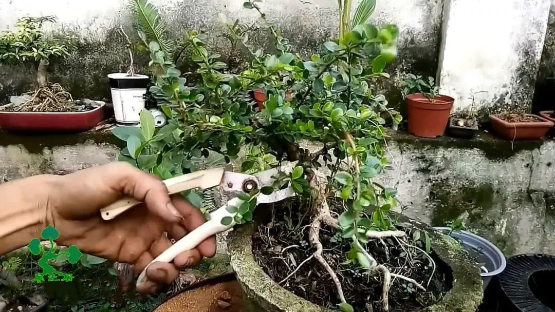 榆树盆景鸡爪枝修剪,映山红盆景花后怎样修剪枝