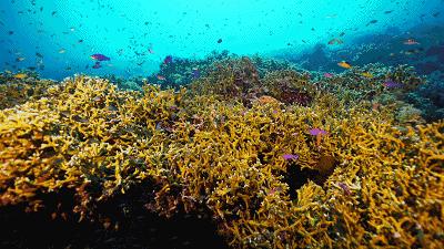 大海有多可怕视频,大海最危险的是什么
