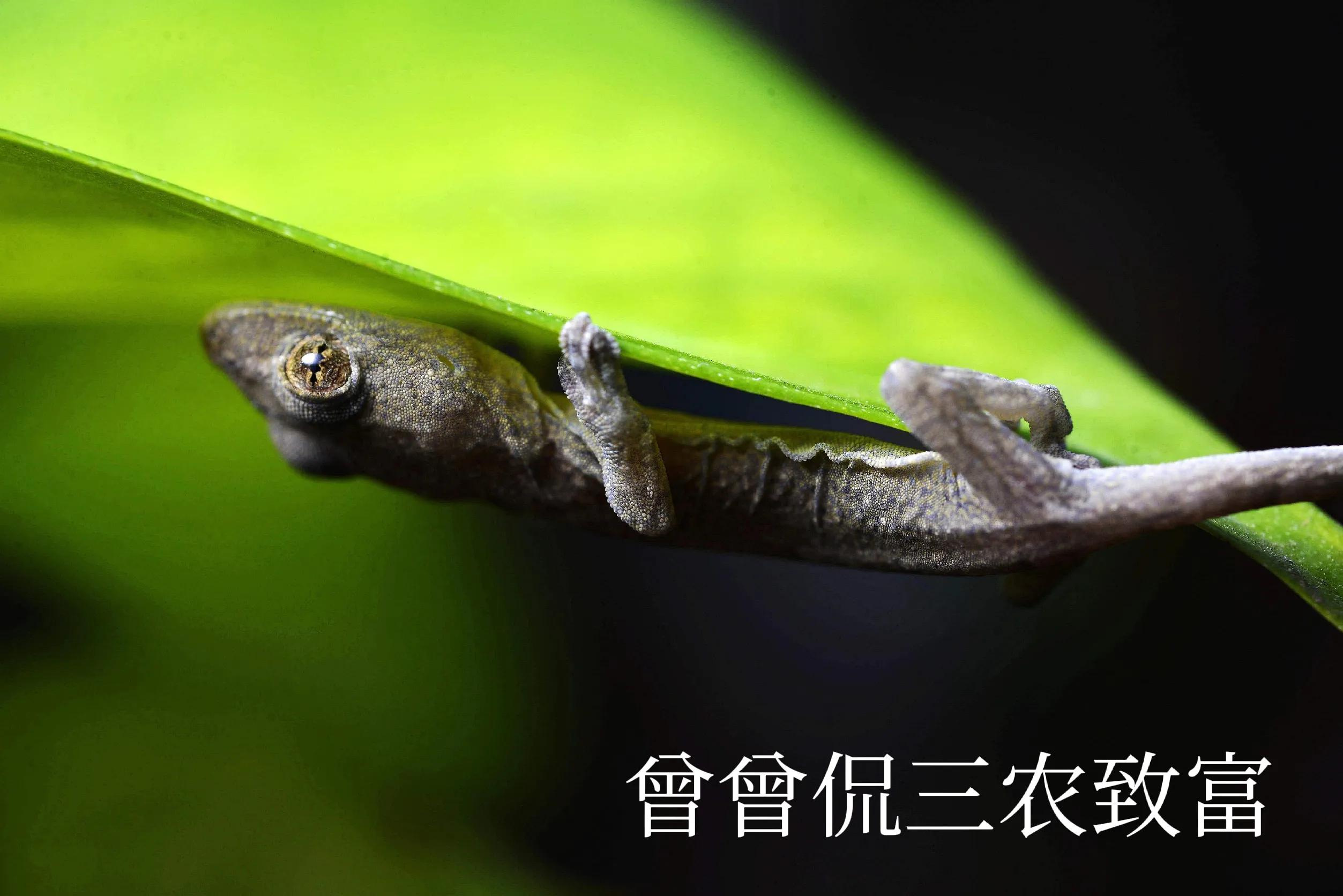 神秘小动物养殖,广东养殖小壁虎