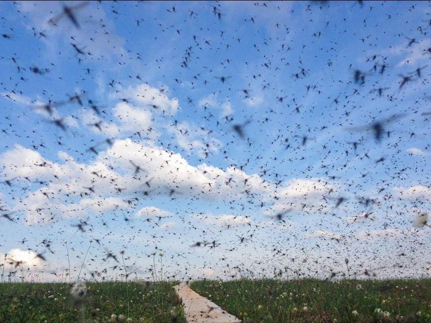 最危险边防区7条军犬,中国最惨烈的军犬