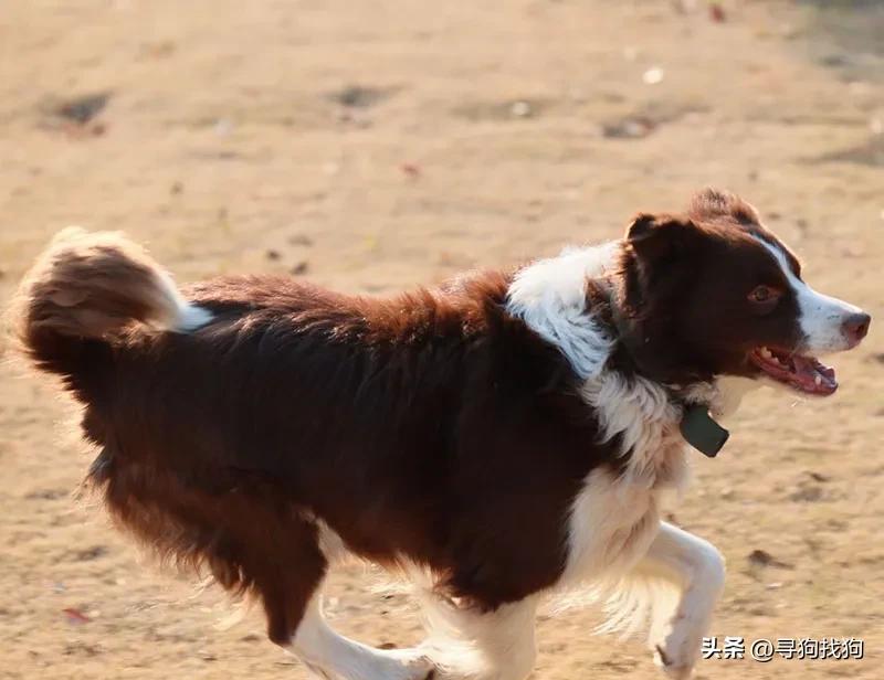 南通边境牧羊犬出售转让,边境牧羊犬在南通哪有得卖
