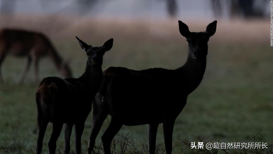 人类真的可能会变丧尸吗,人类有可能变成僵尸吗