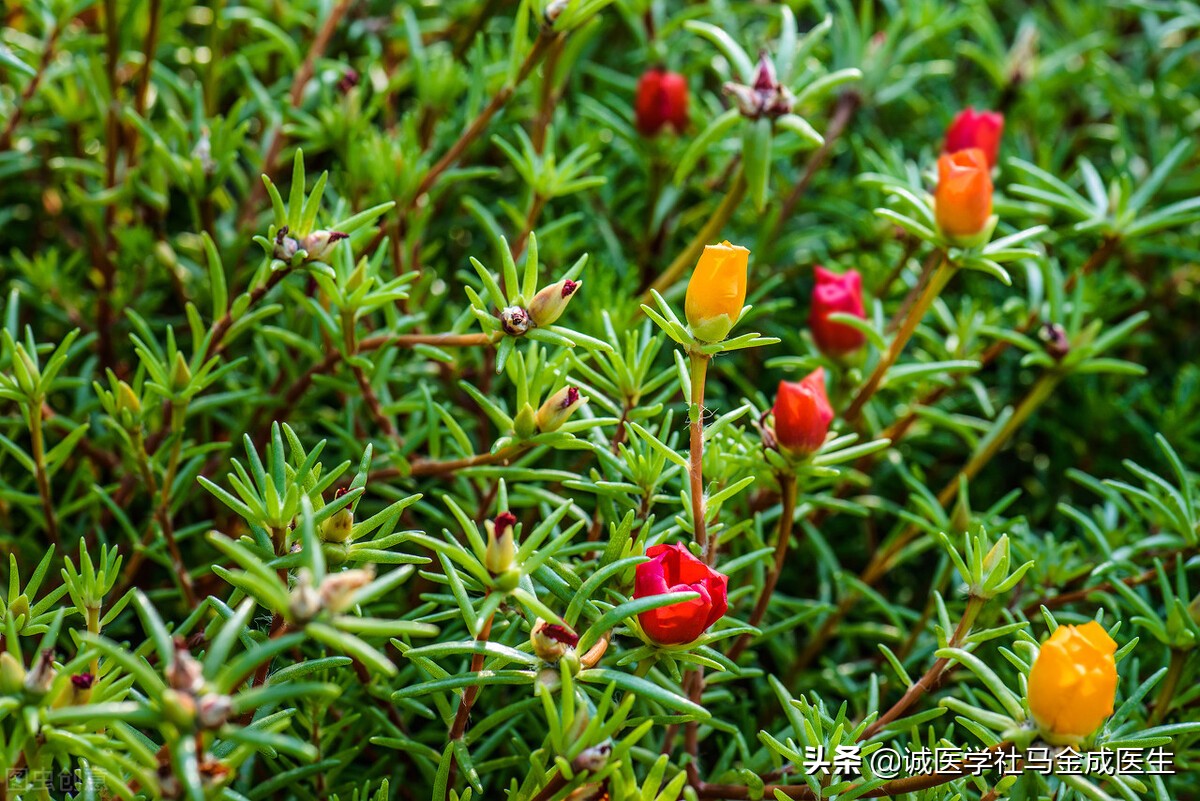 马齿苋的功效与家常做法,马齿苋和西瓜皮有什么妙用