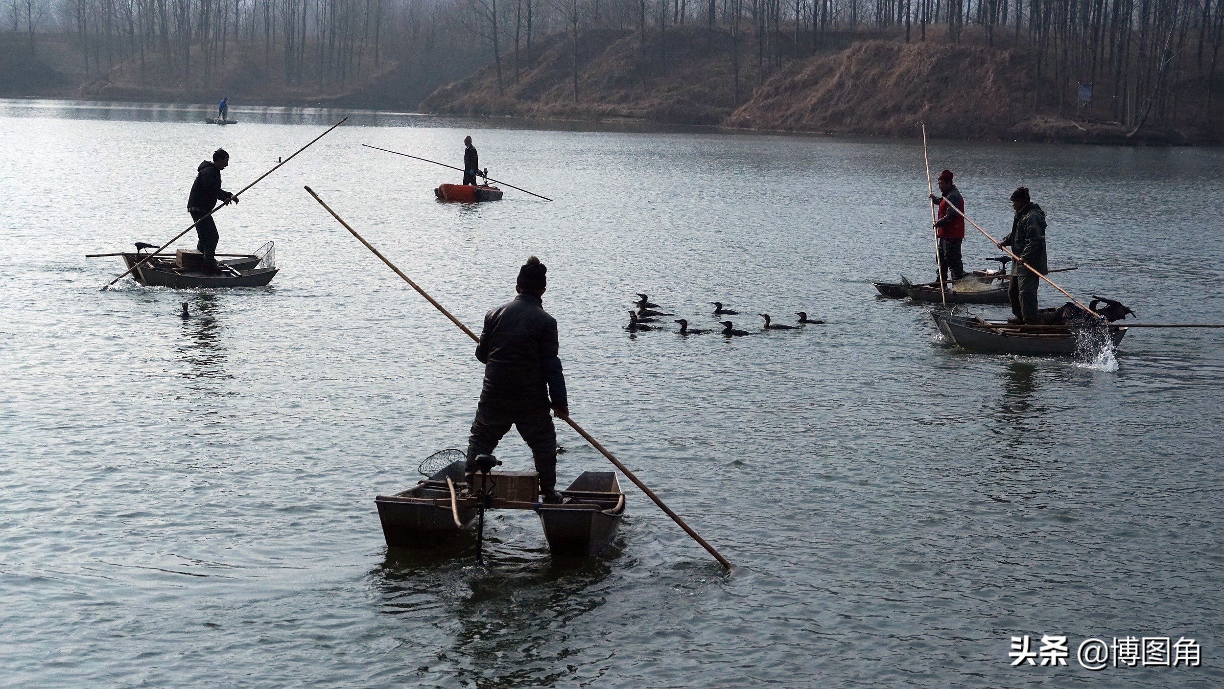 鸬鹚捕鱼渔民生活实拍精彩的瞬间,渔民与鸬鹚捕鱼图片