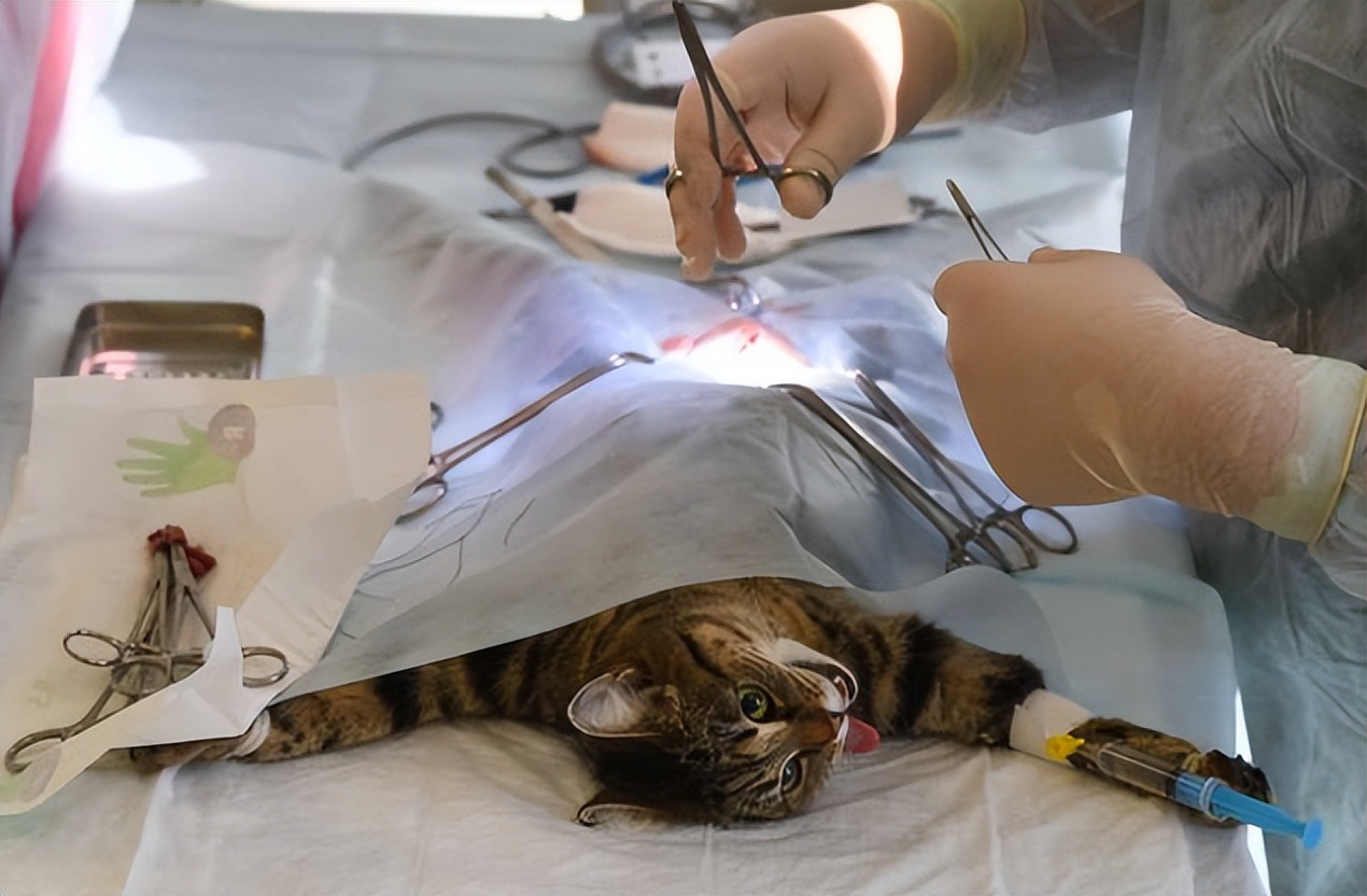 铲屎官不绝育的公猫应对案例,公猫绝育的好坏