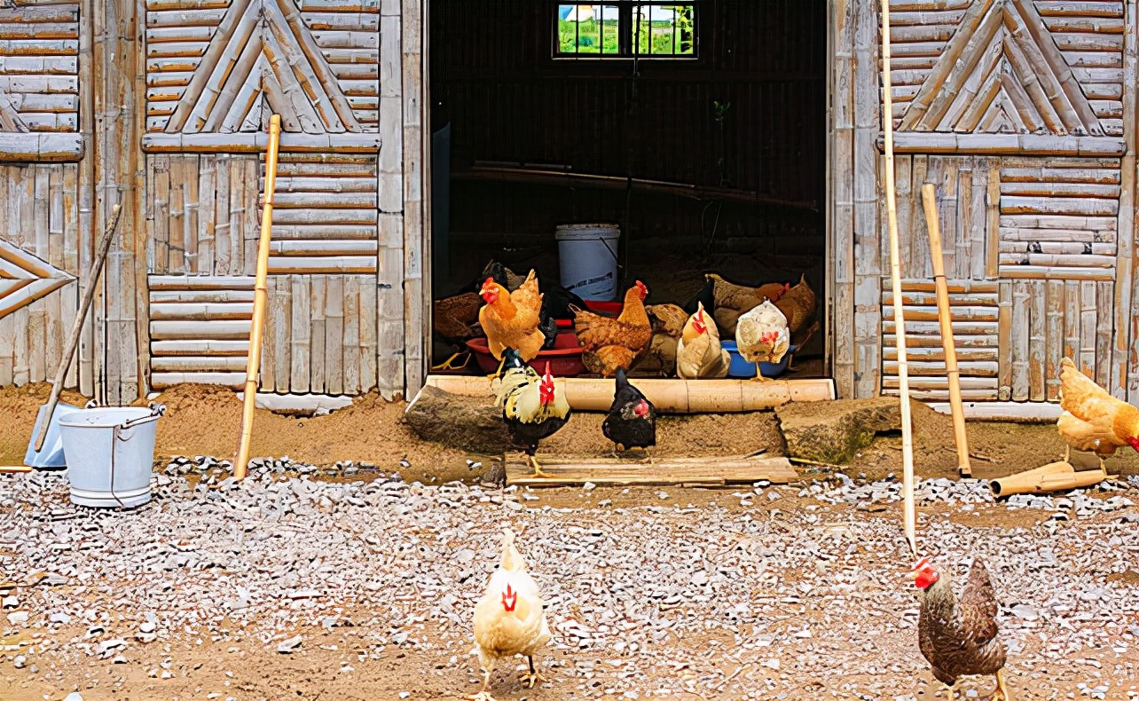 禽病诊断要点大全,十种常见禽病防控与治疗