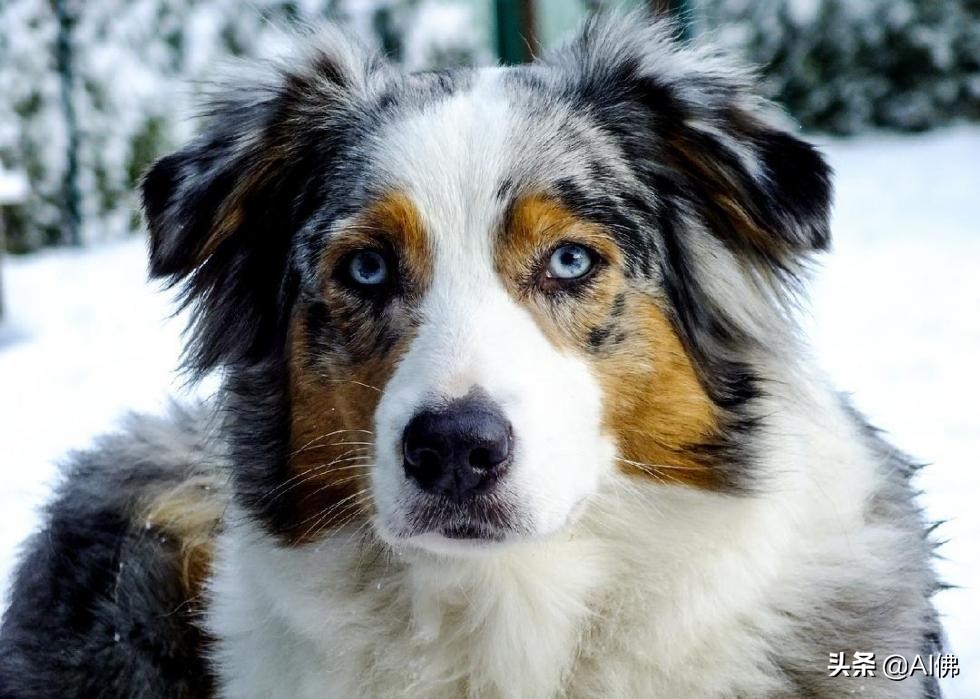 美国犬种有哪些,美国五大传奇犬种