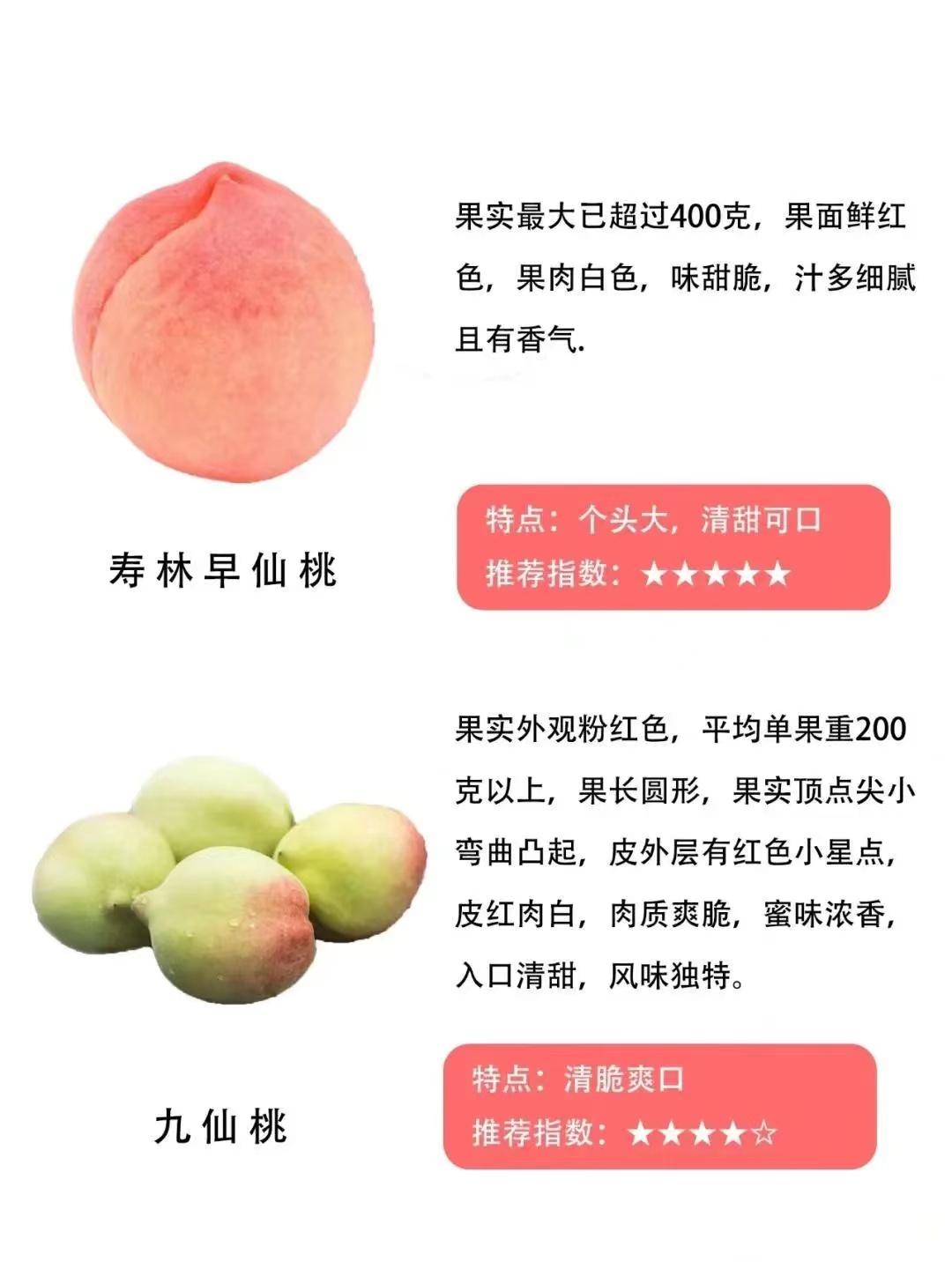 桃子品种大全及介绍,常见桃类的种类及特点