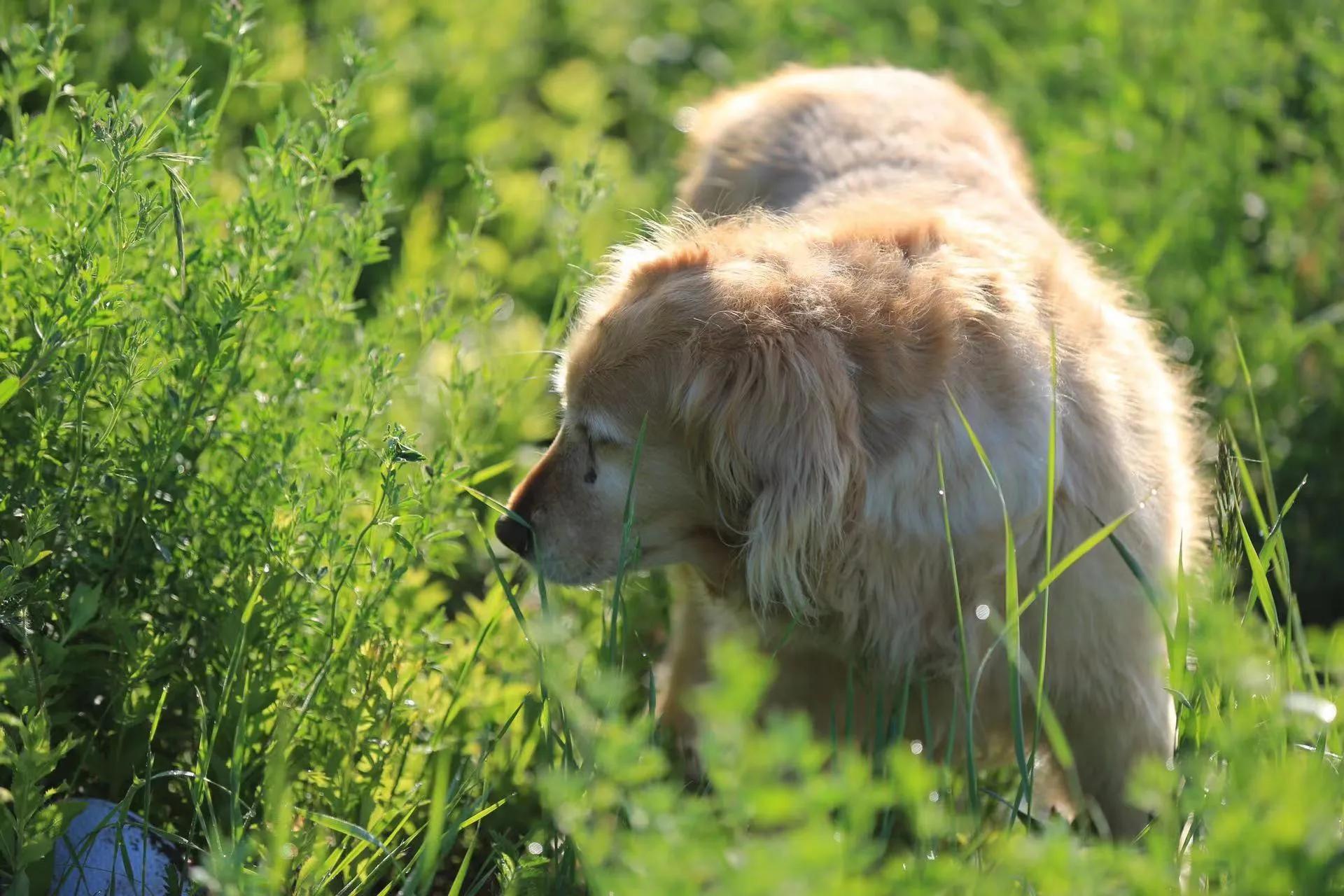 我的毛毛-写给12年相濡以沫的金毛