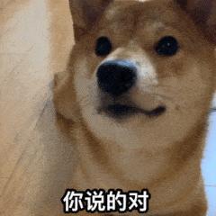 狗狗分得清人类的长相吗,在狗狗眼里分男女吗