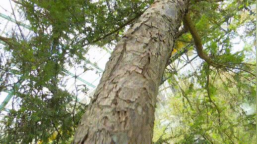 昆明植被覆盖情况,昆明市区植被覆盖率最高区域