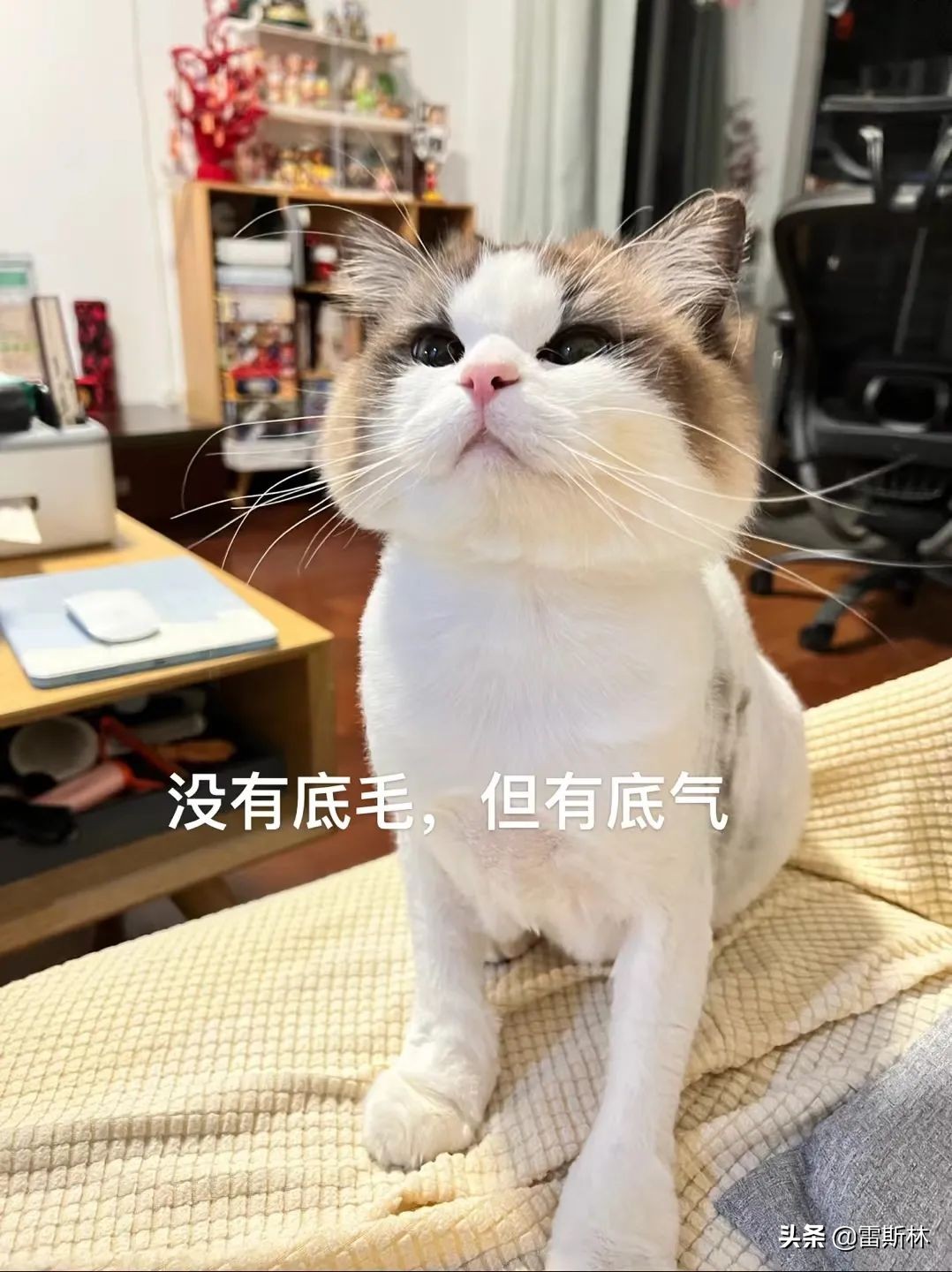 上海团长：2500万人错过的春天，我们团不来