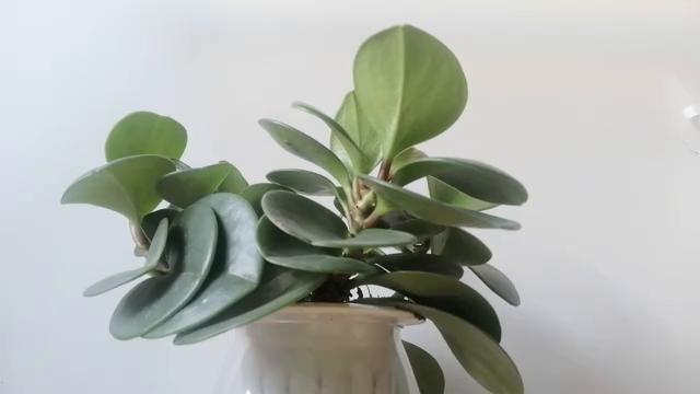 办理签证申请条件,办理签证需要在哪里办