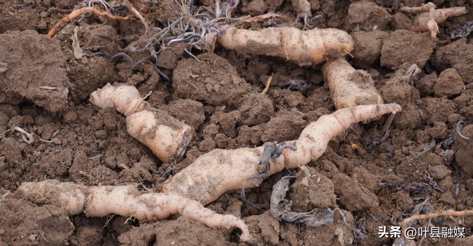 鑻﹁嵂鏉愯嚧瀵岃矾,骞抽《灞卞彾鍘块練搴椾埂鐢熸椿
